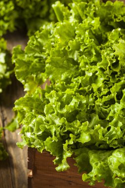 Taze sağlıklı organik yeşil yaprak marul