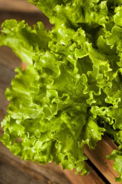 Taze sağlıklı organik yeşil yaprak marul