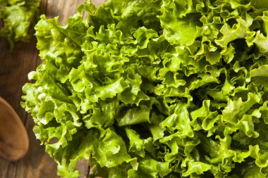 Taze sağlıklı organik yeşil yaprak marul