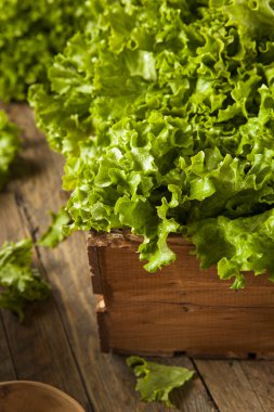 Taze sağlıklı organik yeşil yaprak marul