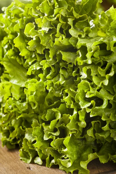 Lechuga verde orgánica sana fresca de la hoja — Foto de Stock