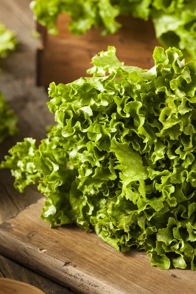 Fräsch frisk ekologiskt grönt blad sallad — Stockfoto