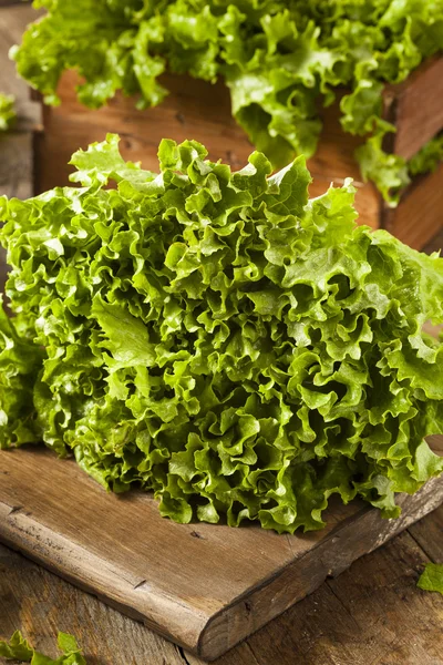 Fräsch frisk ekologiskt grönt blad sallad — Stockfoto