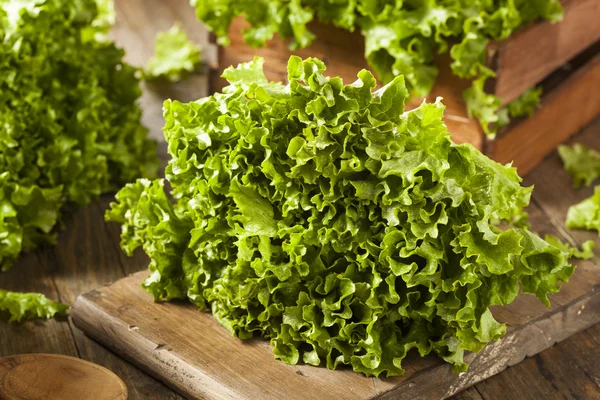 Fresh Healthy Organic Green Leaf Lettuce — Stock Photo, Image