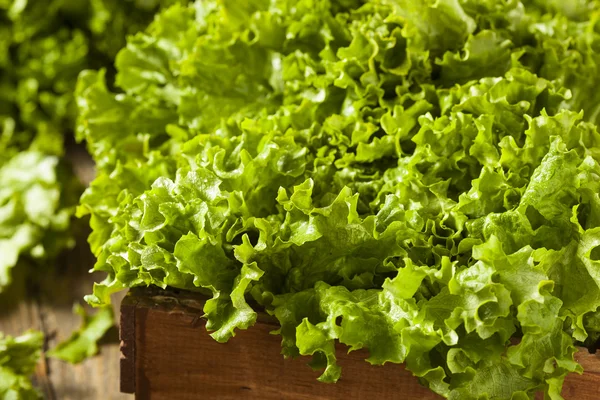 Lattuga verde organica sana fresca — Foto Stock