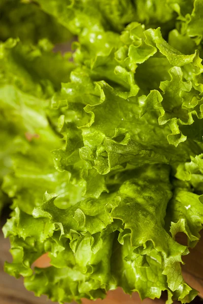 新鲜、 健康、 有机、 绿叶生菜 — 图库照片