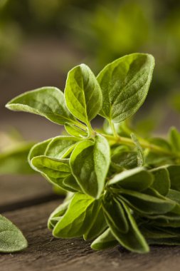 Ham yeşil organik kekik