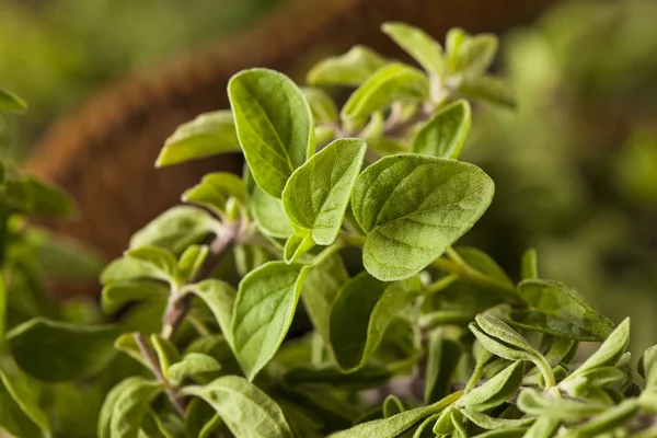 Orégano orgânico verde bruto — Fotografia de Stock