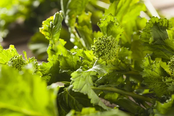 Organic Raw Green Broccoli Rabe Rapini — Stock Photo, Image
