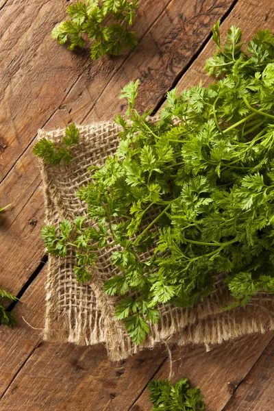 Raw Organic French Parsley Chervil — Stock Photo, Image