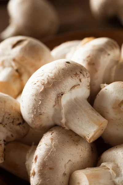 原料的有机白蘑菇 — 图库照片