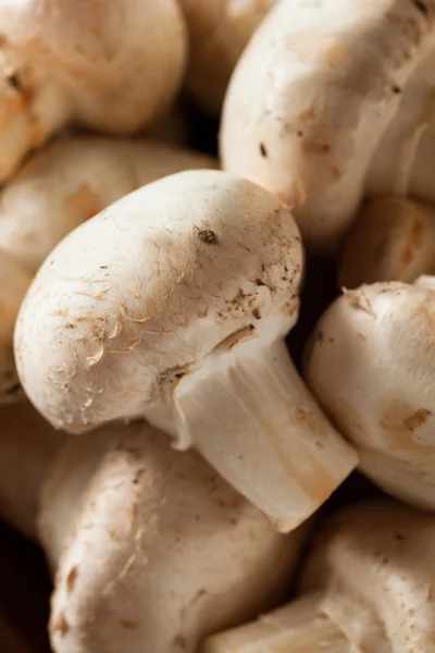 Ruwe organische witte champignons — Stockfoto