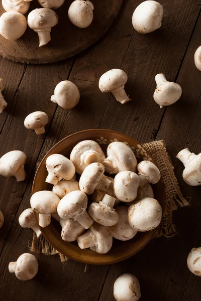 Cogumelos brancos orgânicos crus — Fotografia de Stock