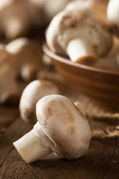 Cogumelos brancos orgânicos crus — Fotografia de Stock
