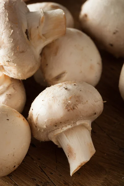 Ruwe organische witte champignons — Stockfoto