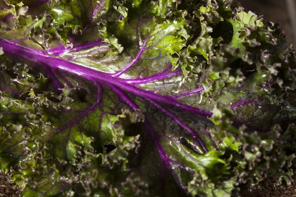 Organic Raw Red Kale — Stock Photo, Image