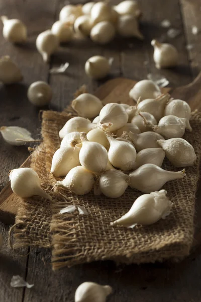 Cebola pérola orgânica branca — Fotografia de Stock