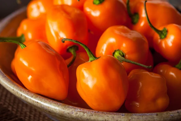 Pimientos Habaneros Naranja Ecológicos Crudos —  Fotos de Stock