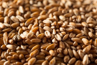 Ham organik yazıldığından tahıl