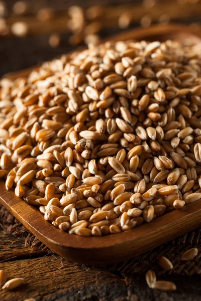 Raw Organic Spelt Grain — Stock Photo, Image