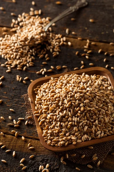 Raw Organic Spelt Grain — Stock Photo, Image