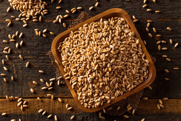 Raw Organic Spelt Grain — Stock Photo, Image