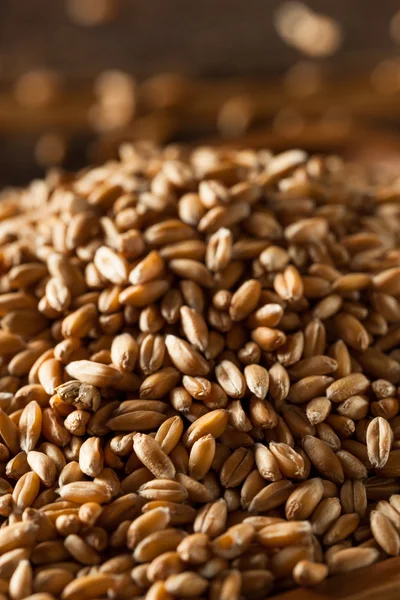 Raw Organic Spelt Grain — Stock Photo, Image