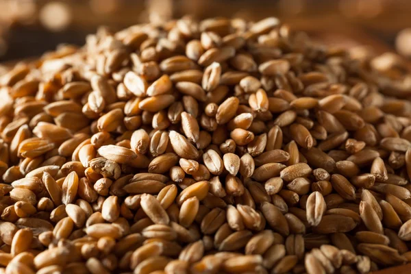 Raw Organic Spelt Grain — Stock Photo, Image