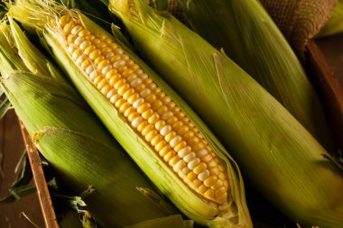 Ham organik sarı Seet Mısır