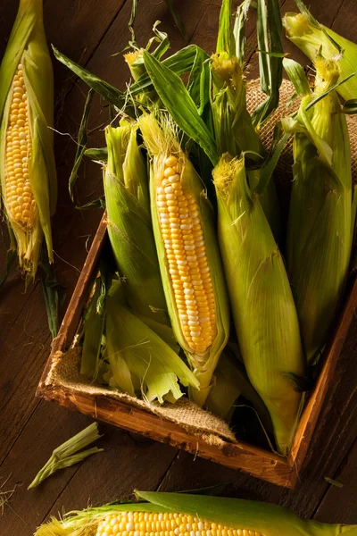 Raw Organic Yellow Seet Corn — Stock Photo, Image