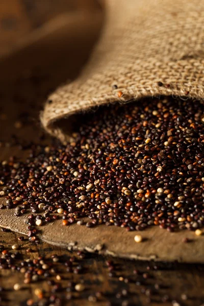 Raw Organic Black Quinoa — Stock Fotó