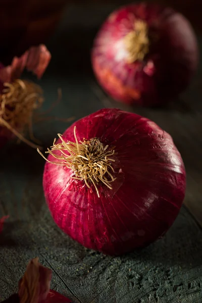 Cebollas rojas orgánicas crudas — Foto de Stock