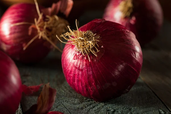 Cebollas rojas orgánicas crudas — Foto de Stock