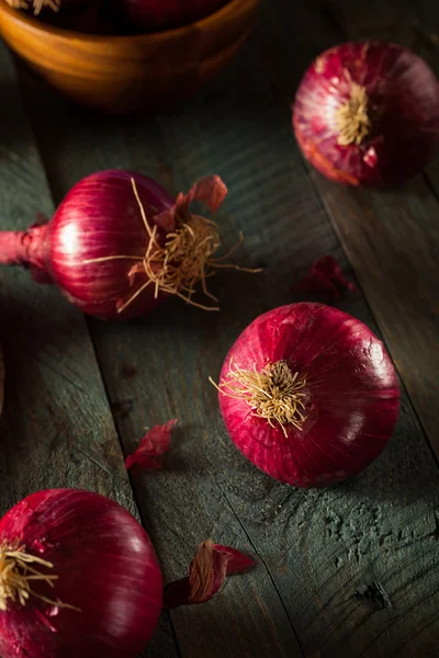 Cebollas rojas orgánicas crudas — Foto de Stock