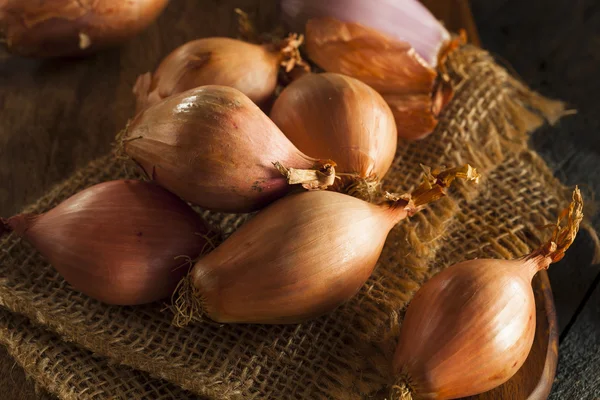 Scalogno speziato biologico crudo — Foto Stock