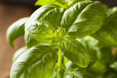 Ham organik yeşil fesleğen