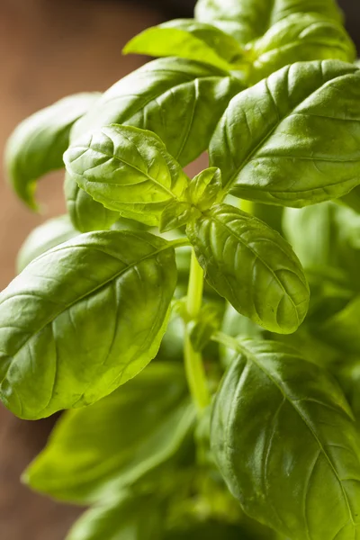 Albahaca verde orgánica cruda — Foto de Stock