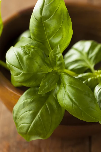 Albahaca verde orgánica cruda — Foto de Stock