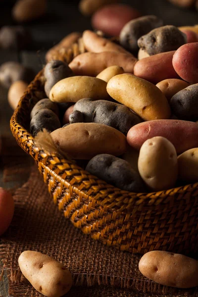 Ржаной органический картофель — стоковое фото