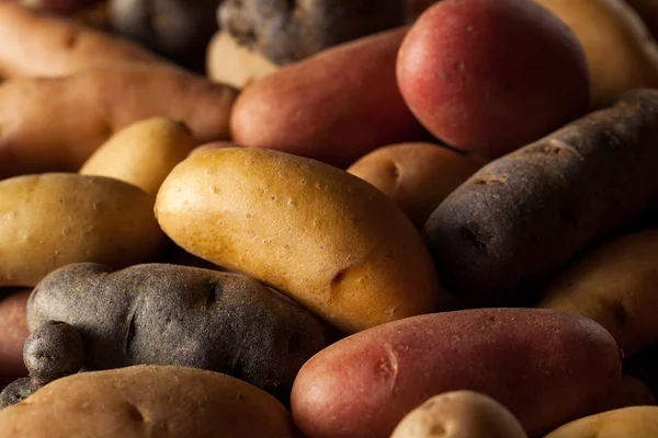 Patatas dactilares orgánicas crudas — Foto de Stock