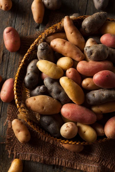 Råa ekologiska Fingerling potatis — Stockfoto