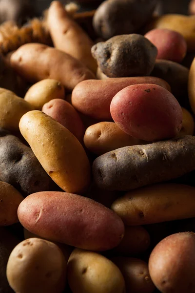 Patatas dactilares orgánicas crudas — Foto de Stock