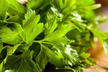 Organik İtalyan düz yaprak maydanoz