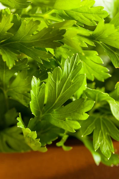 Bio-italienische Flachblatt-Petersilie — Stockfoto