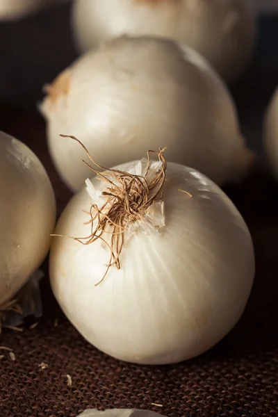 Свіжа органічна біла цибуля — стокове фото