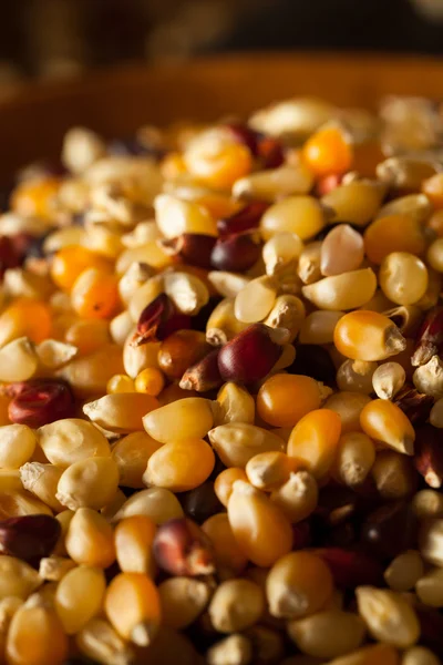 Ham organik çok renkli alaca patlamış mısır