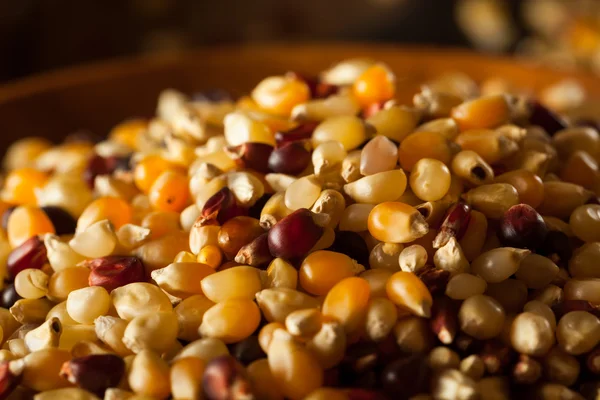 Ham organik çok renkli alaca patlamış mısır