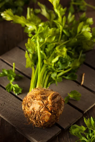 Raw Organic Celery Root — Stock Photo, Image