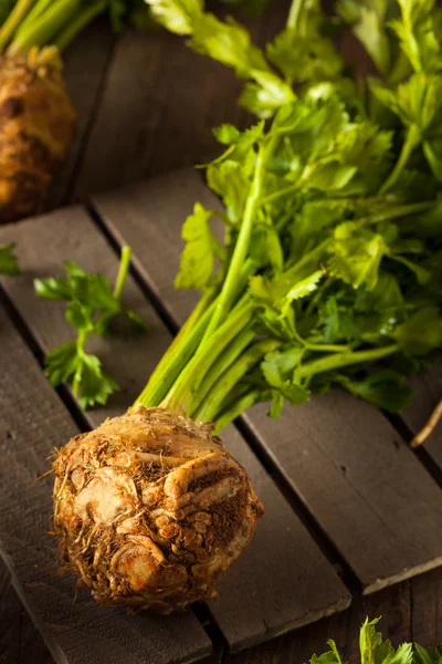 Ruwe organische knolselderij — Stockfoto