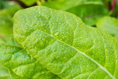 Organic Healthy Rainbow Swiss Chard Growing in a Garden